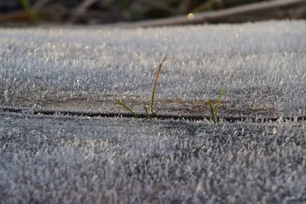 霜在树干表面 冬晨露冻 — 图库照片