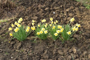 Arı ile nergis çiçek. Bir yatakta çiçek açan soğan.