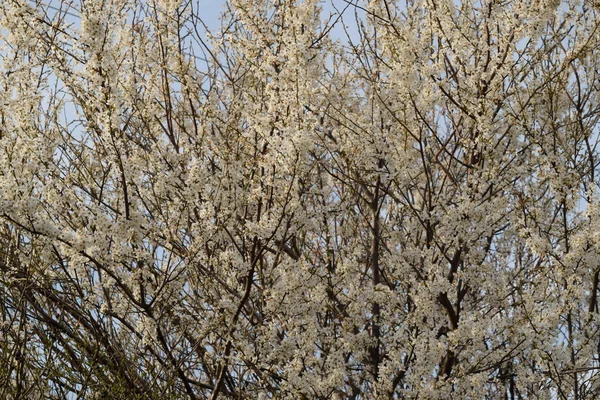 Florecimiento Una Ciruela Cerezo Jardín Primavera Kuban Rusia —  Fotos de Stock