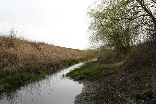 Willow Tree Oevers Van Rivier Lente Landschap Door Rivier — Stockfoto