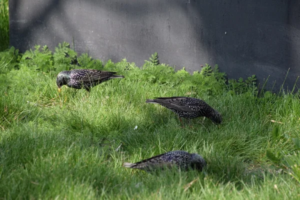 Starar Gräset Kråkfåglar Starling — Stockfoto