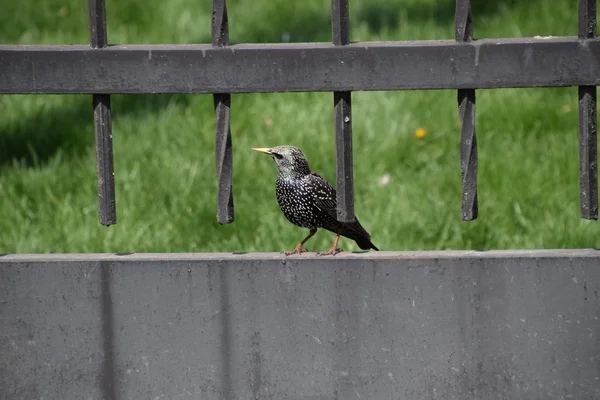 Starar Gräset Kråkfåglar Starling — Stockfoto