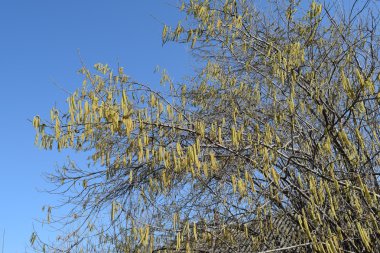 Çiçekli ela fındık. Hazel kedicikler dallar.