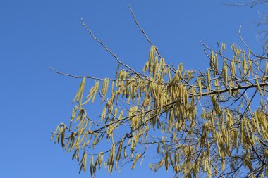 Çiçekli ela fındık. Hazel kedicikler dallar.