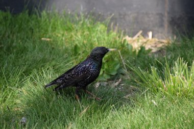 Sığırcık çimenlerin üzerinde yürüyelim. Cizgi sığırcık.