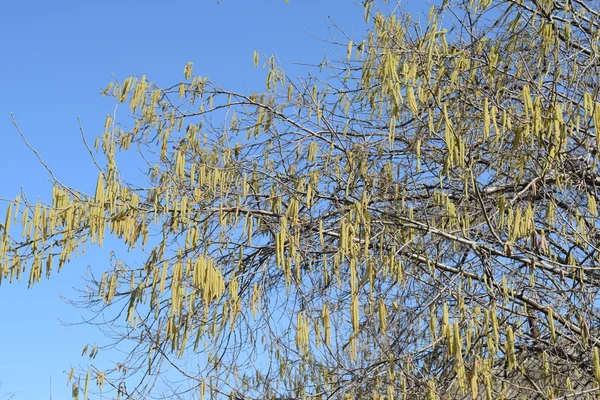 Flowering Hazel Hazelnut Hazel Catkins Branches — Stock Photo, Image