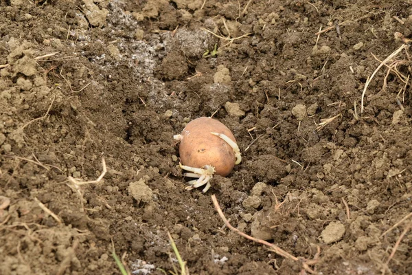 Planting potatoes in the garden. Potatoes in the furrow.