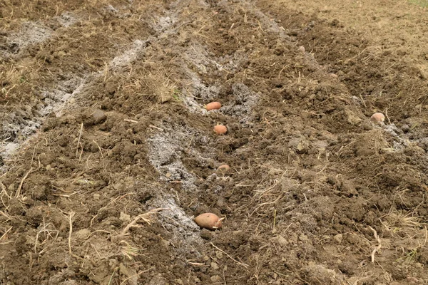 Planting potatoes in the garden. Potatoes in the furrow.