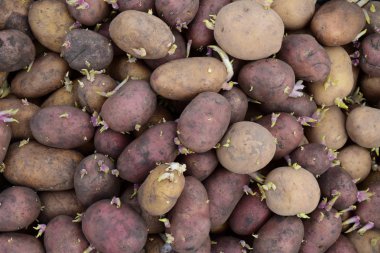 Germinated tohum patates. Arka bahçede dikim patates.