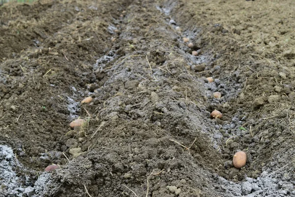 Planting potatoes in the garden. Potatoes in the furrow.