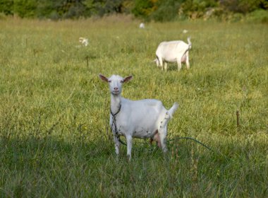 Çayırda otlatma keçi. Beyaz Keçi süt sığır çim yeme bir mera.