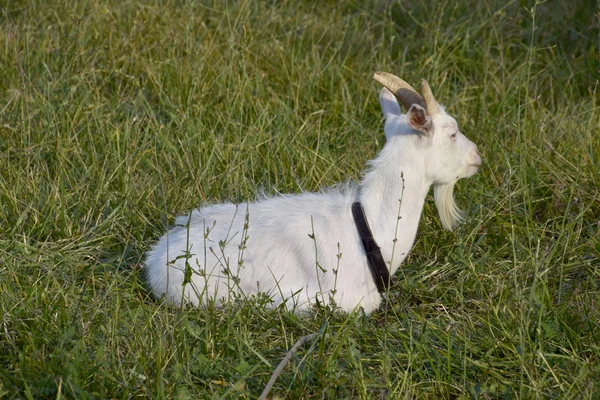 Çayırda Otlatma Keçi Beyaz Keçi Süt Sığır Çim Yeme Bir — Stok fotoğraf
