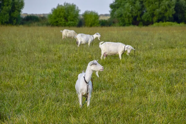 Goats Grazing Meadow White Goat Dairy Cattle Eating Grass Pasture — Stock Photo, Image