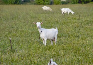 Çayırda otlayan keçileri