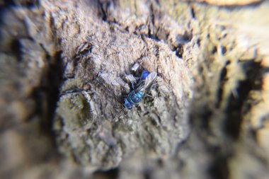 Ruby - kuyruklu wasp (Chrysis ignita)