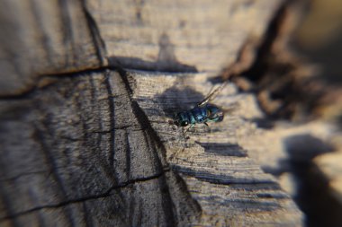 Ruby - kuyruklu wasp (Chrysis ignita)