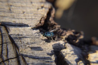 Ruby - kuyruklu wasp (Chrysis ignita)