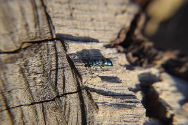 Ruby - kuyruklu wasp (Chrysis ignita)