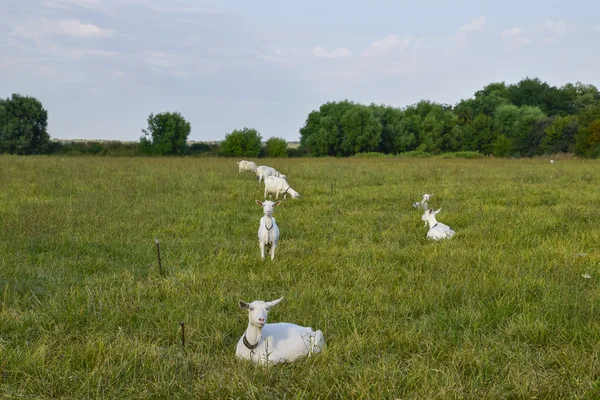 Cabras Pastar Prado Bovinos Leiteiros Caprinos Brancos Comendo Grama Pasto — Fotografia de Stock