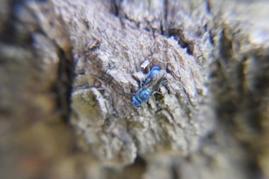 Ruby - kuyruklu wasp (Chrysis ignita)