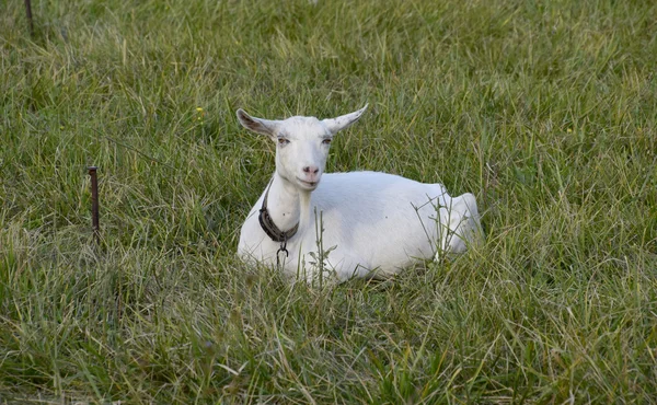 Kozy Pasoucí Louce Bílá Koza Mléčného Skotu Jíst Trávu Pastvinách — Stock fotografie