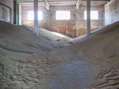 Arpa ve buğday hisse senedi taneleri yığını. Tüketiciye teslim önce tahıl mahsulün depolama.