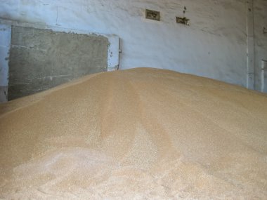 Arpa ve buğday hisse senedi taneleri yığını. Tüketiciye teslim önce tahıl mahsulün depolama.