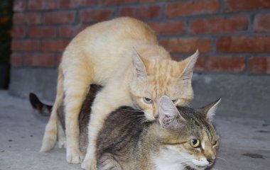 Yerli kedi çiftleşme. Hayvanların doğal davranış.