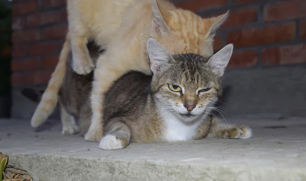 国内の猫を交配します 動物の自然な行動 — ストック写真