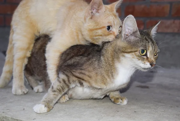 Accoppiamento Gatti Domestici Comportamento Naturale Degli Animali — Foto Stock