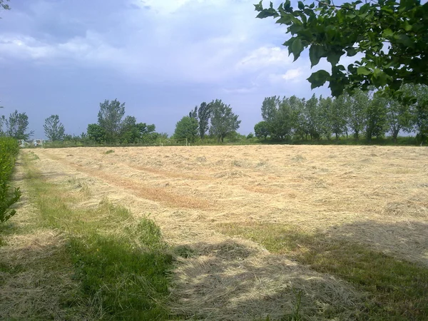 Haymaking — 스톡 사진