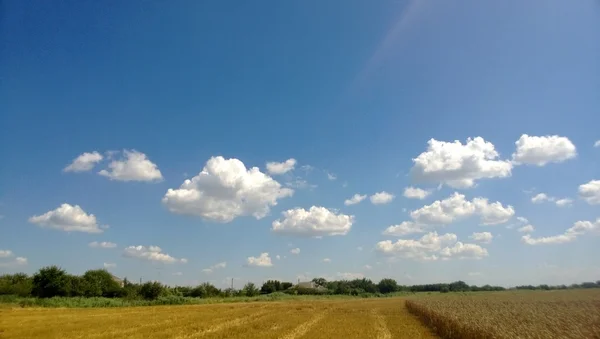 Buğday alanları — Stok fotoğraf