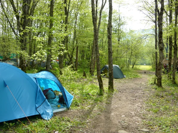 Touristenzelte im Wald auf dem Campingplatz — Stockfoto