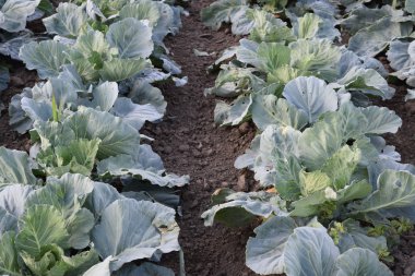 Lahana alan. Açık bir lahana tarımı alanında yer. Ay Temmuz, lahana hala gençken.