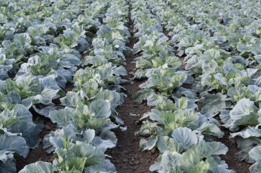 Lahana alan. Açık bir lahana tarımı alanında yer. Ay Temmuz, lahana hala gençken.