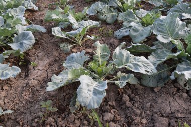 Lahana alan. Açık bir lahana tarımı alanında yer. Ay Temmuz, lahana hala gençken.