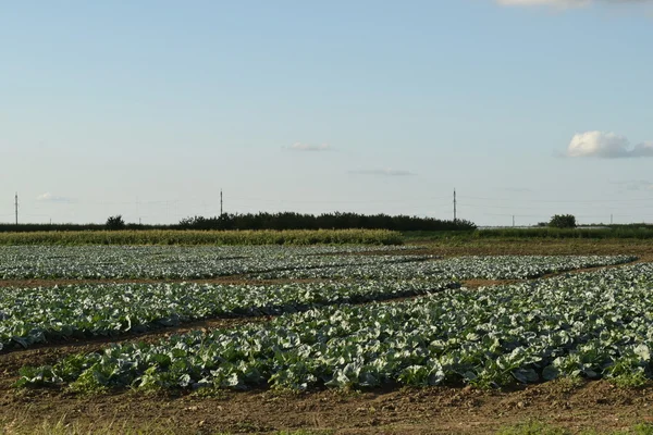 Campo de repollo —  Fotos de Stock