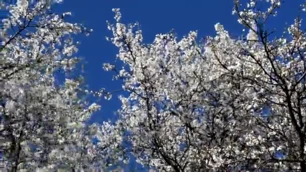 Florecimiento de una ciruela de cerezo — Vídeo de stock