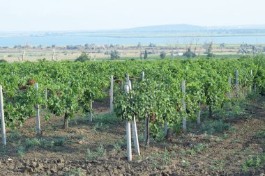 Üzüm bahçeleri
