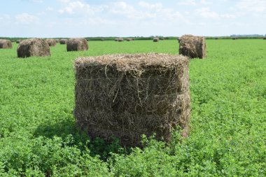 Haystacks alanında. Yaz haymaking.