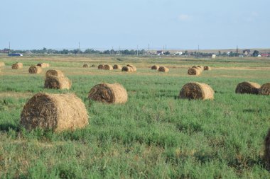Tarladaki saman yığınları