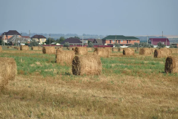 Haystacks em campo — Fotografia de Stock