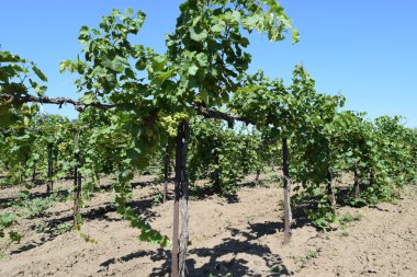 Üzüm bahçeleri