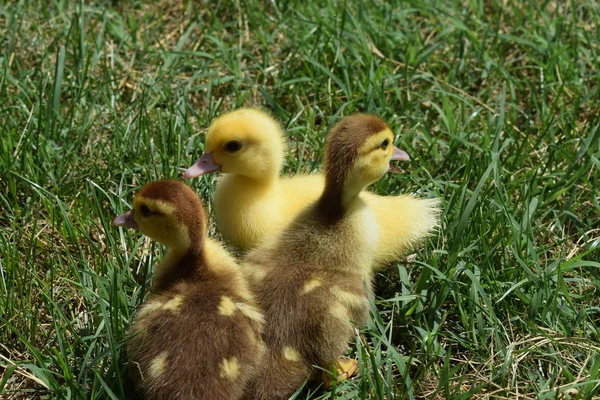 Canetons Canard Musqué Canetons Trois Jours Marchent Sur Une Pelouse — Photo