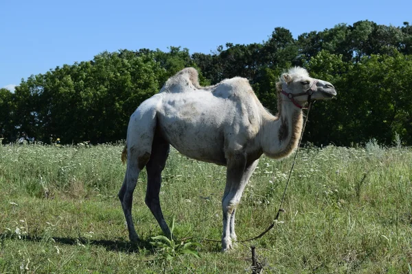 Camel Een Weiland Dieren Particuliere Boerderij — Stockfoto