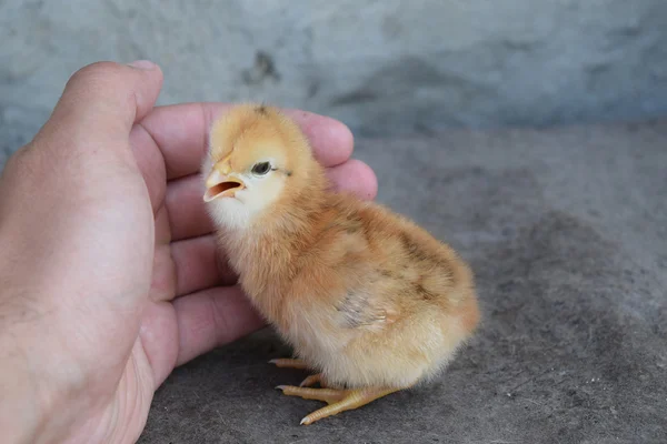 Frango em uma palma — Fotografia de Stock