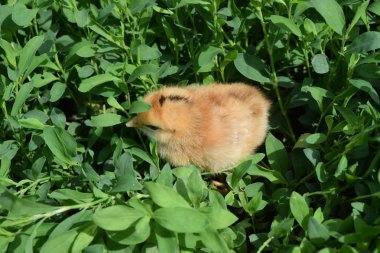 Kırmızı günlük tavuk. Kişisel iştiraki çiftlik kümes hayvanları Bakımı.