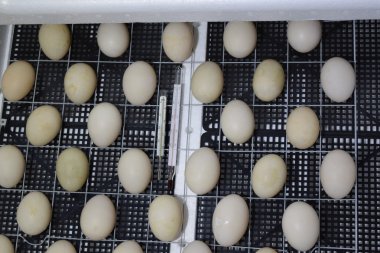 Tavuklar, ördekler ve kazlar için kuluçka makinesi. Bir ev eşyası..