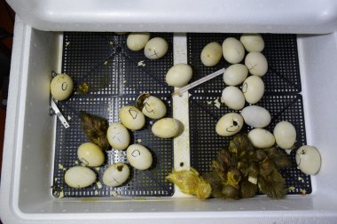 Ördek yavrusu bir kuluçka misk ördek yumurta kuluçkalık. Kümes hayvanları yetiştiriciliği.