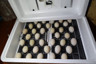 Kuluçka tavuk, ördek yavrusu ve kazların bir sonuç için. Cihazları için bir ev için. Bir kuluçka makinesine yalan Misk ördek yumurta.